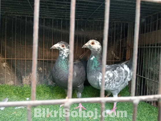 গ্রিজেল রেসার কবুতর